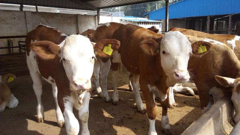 [热]西门塔尔牛小公牛小母牛包技术包成活货到付款