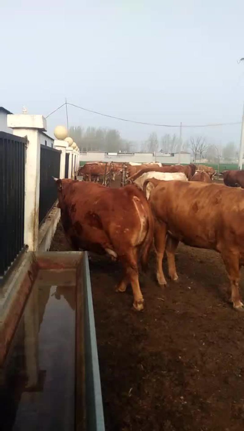 [热]西门塔尔牛小公牛小母牛包技术包成活货到付款