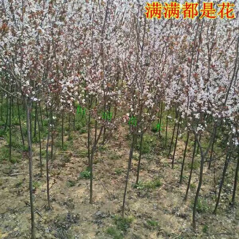 红叶李，紫叶李，紫叶李苗，红叶李苗，紫叶李，红叶李绿