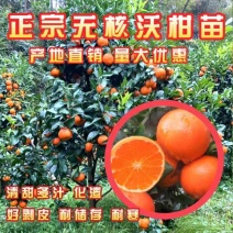 橘子苗当年结果全国包邮。现挖现卖，保证质量纯度