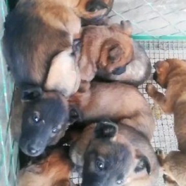 高质量高动力精品马犬马犬崽