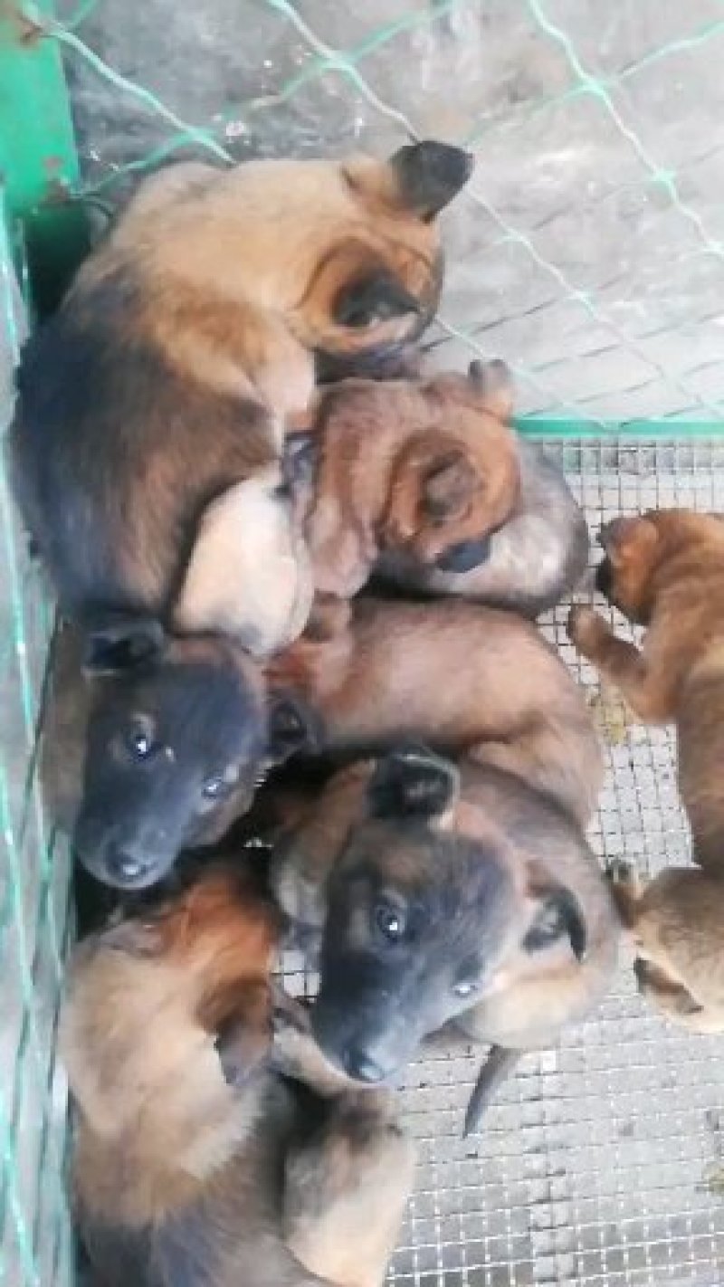 高质量高动力精品马犬马犬崽
