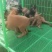 高质量高动力精品马犬马犬崽