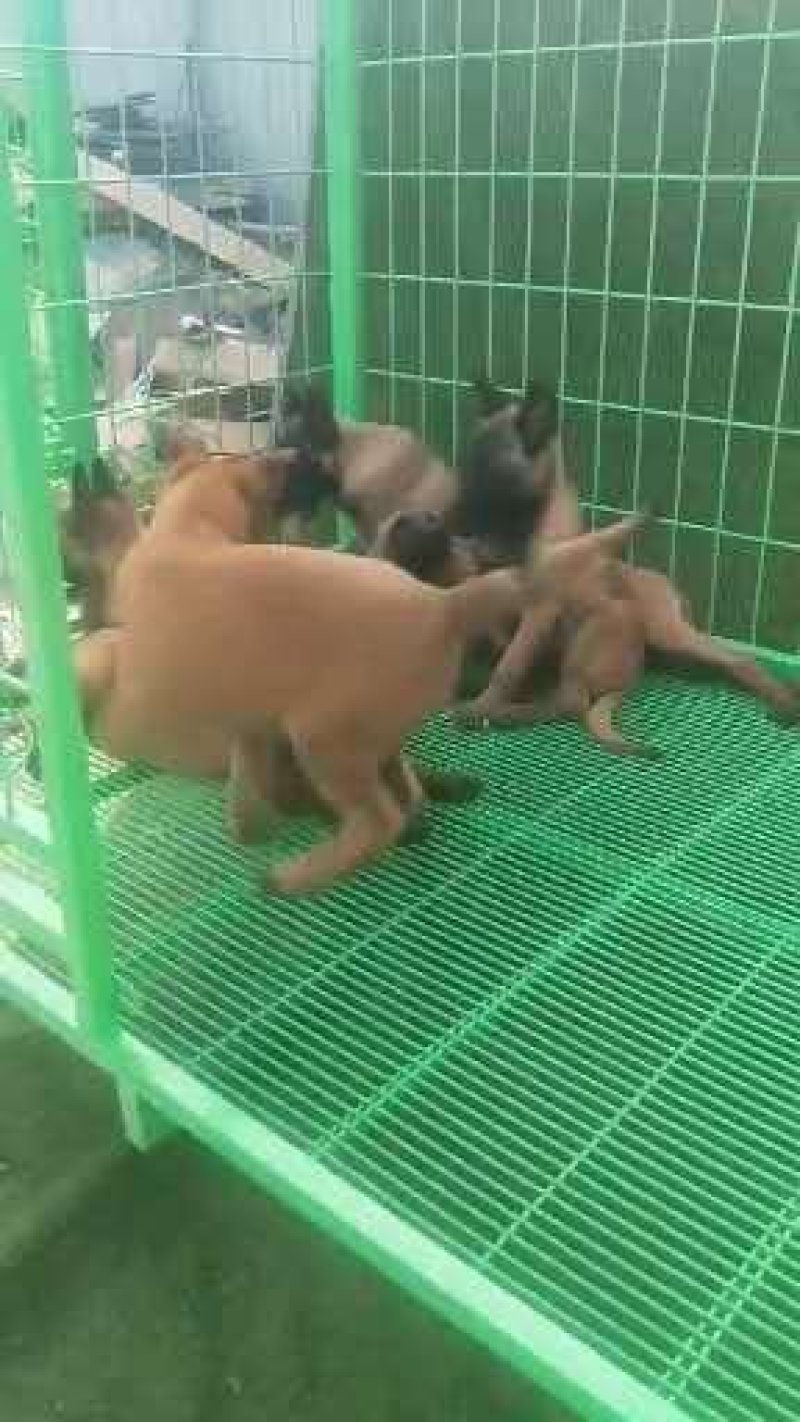 高质量高动力精品马犬马犬崽