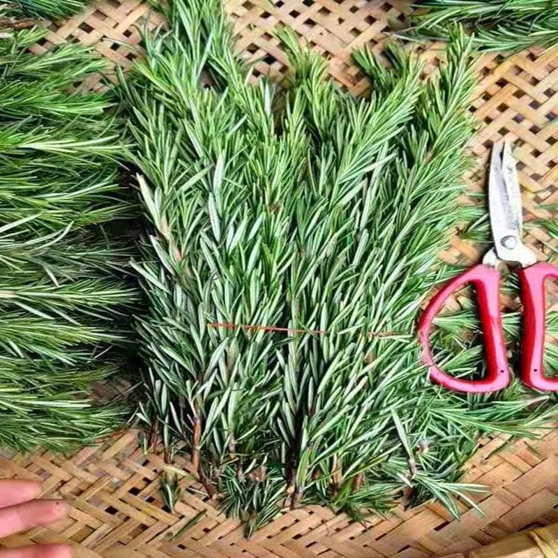迷迭香鲜枝条大叶和小叶精品迷迭香种苗两年整棵大苗