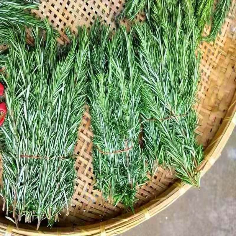 迷迭香鲜枝条大叶和小叶精品迷迭香种苗两年整棵大苗