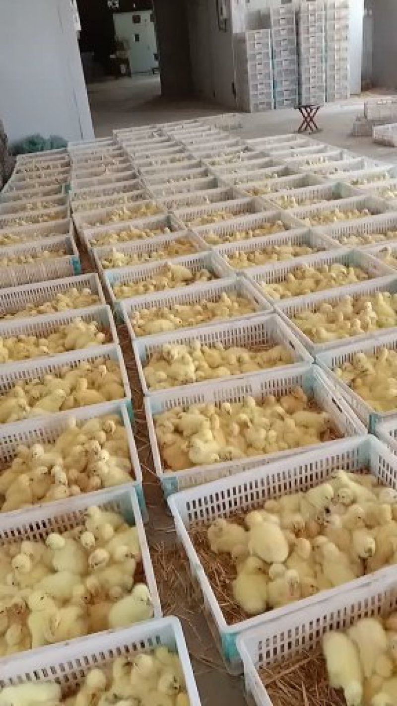 鹅苗