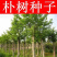 朴树种子新采种子沙朴小叶朴树大叶朴树种