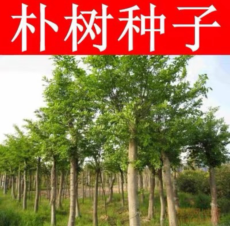 朴树种子新采种子沙朴小叶朴树大叶朴树种