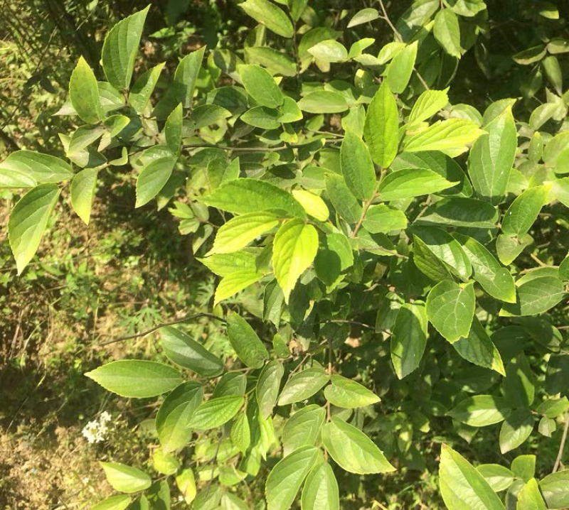 朴树种子新采种子沙朴小叶朴树大叶朴树种