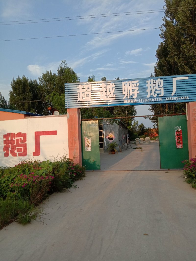 鹅苗