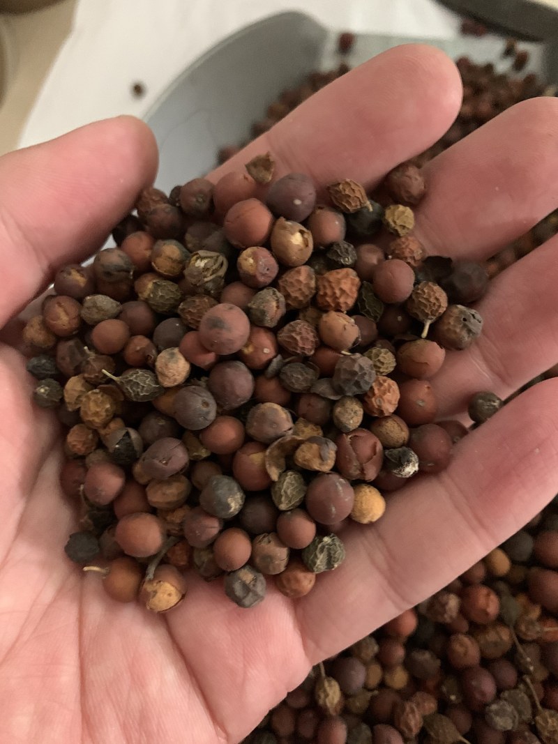 朴树种子新采种子沙朴小叶朴树大叶朴树种