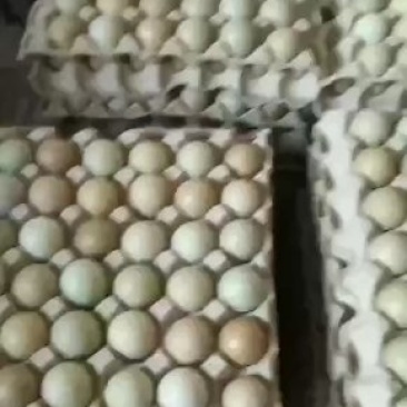 新鲜山鸡蛋诚信第一破损包赔