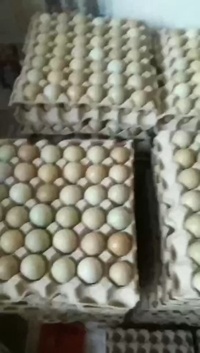 新鲜山鸡蛋诚信第一破损包赔