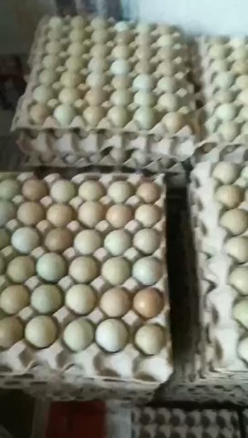 新鲜山鸡蛋诚信第一破损包赔