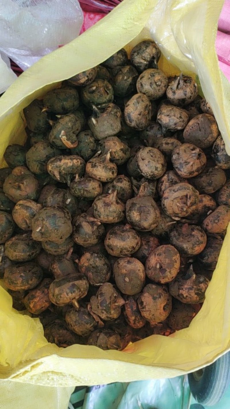 广西贵港特蹄13～14个一斤有意联系我视频看货