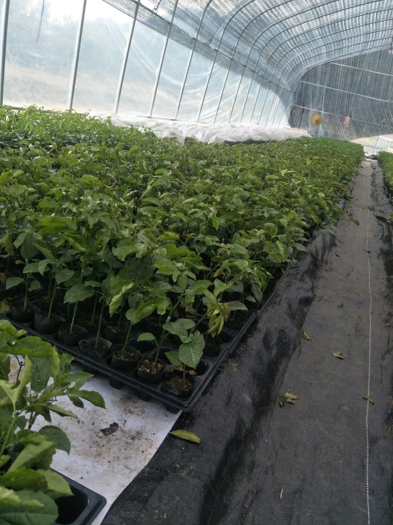 新品种维蜜百香果营养杯苗