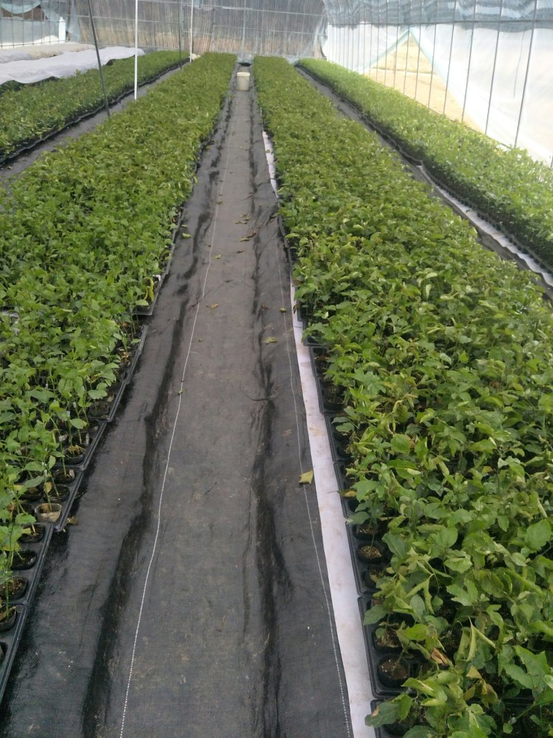 新品种维蜜百香果营养杯苗