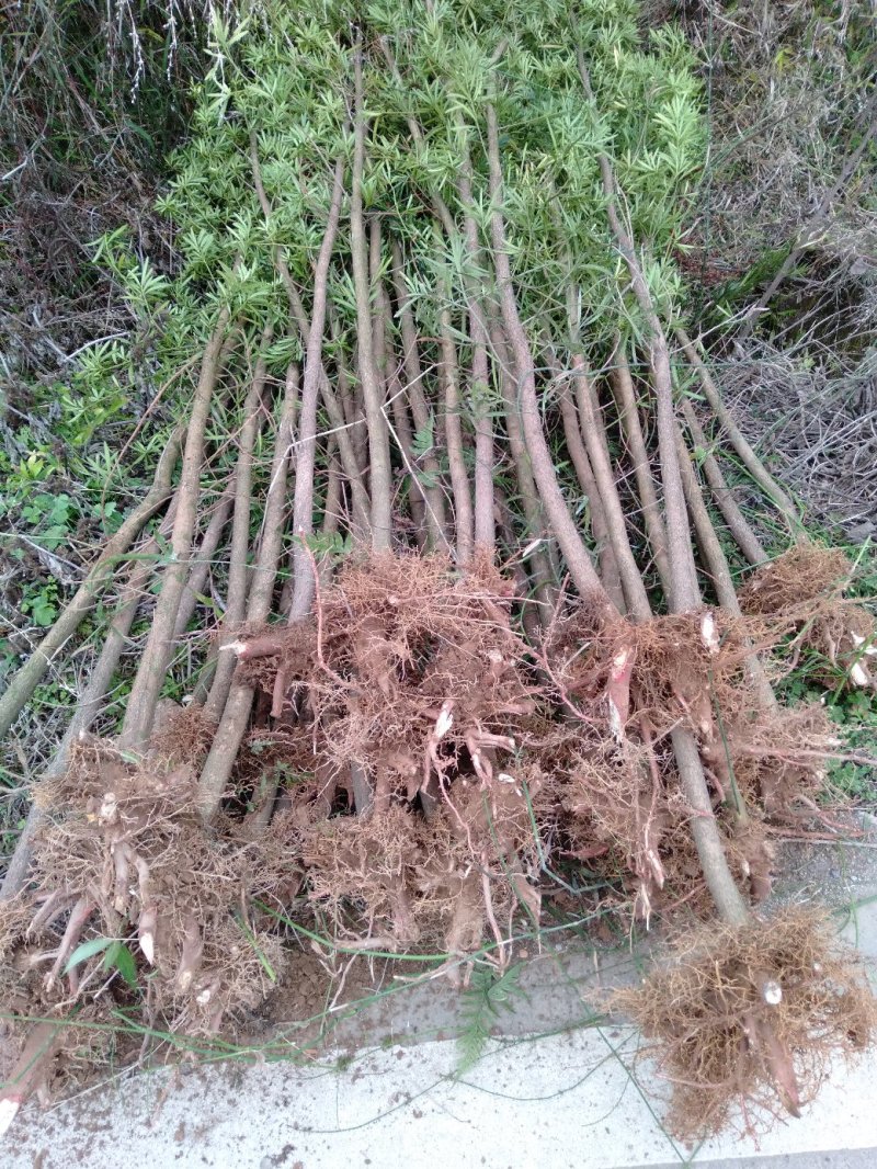 大量供应各种规格罗汉松，占地罗汉松，2到3公分的、绿化苗