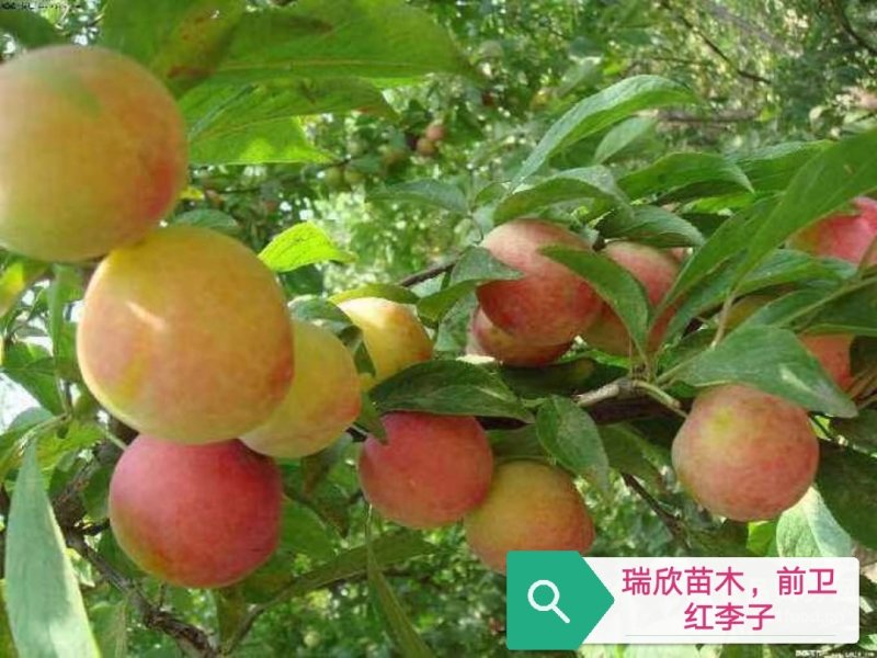 美国樱桃李，智利太阳李，早熟蜥蜴蛋，龙李，红蜂糖李，彩李