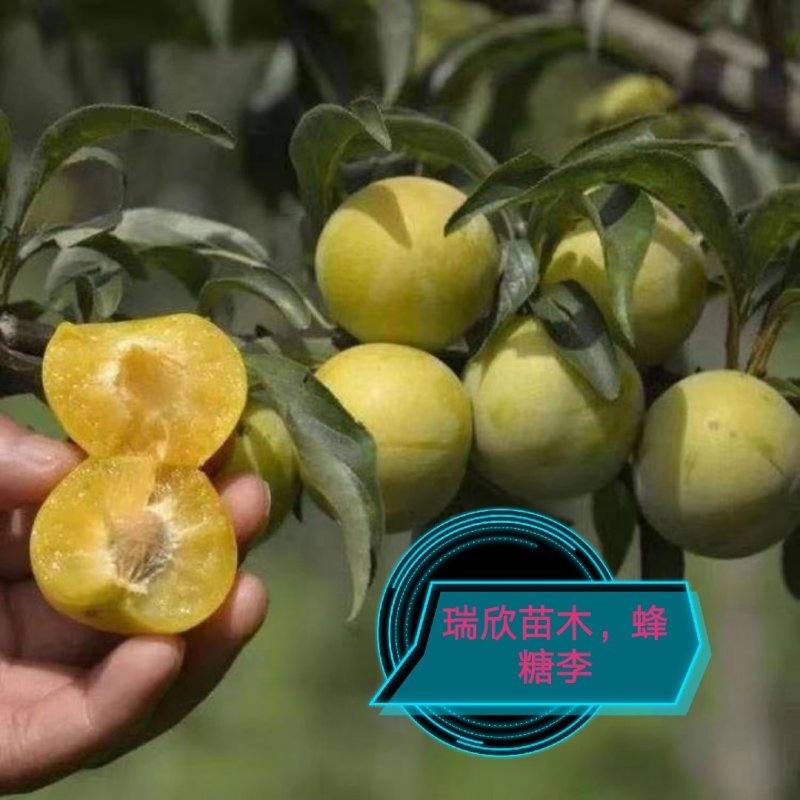美国樱桃李，智利太阳李，早熟蜥蜴蛋，龙李，红蜂糖李，彩李