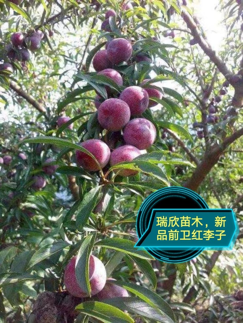 美国樱桃李，智利太阳李，早熟蜥蜴蛋，龙李，红蜂糖李，彩李