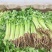 精品香芹