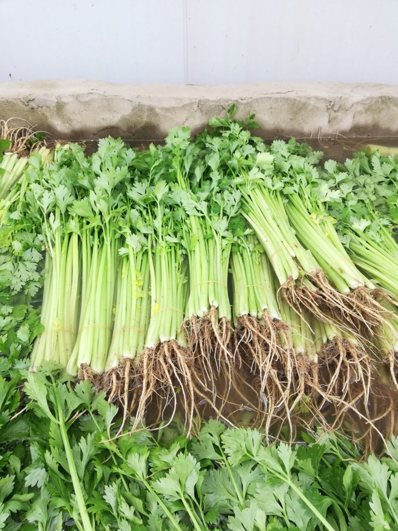 精品香芹