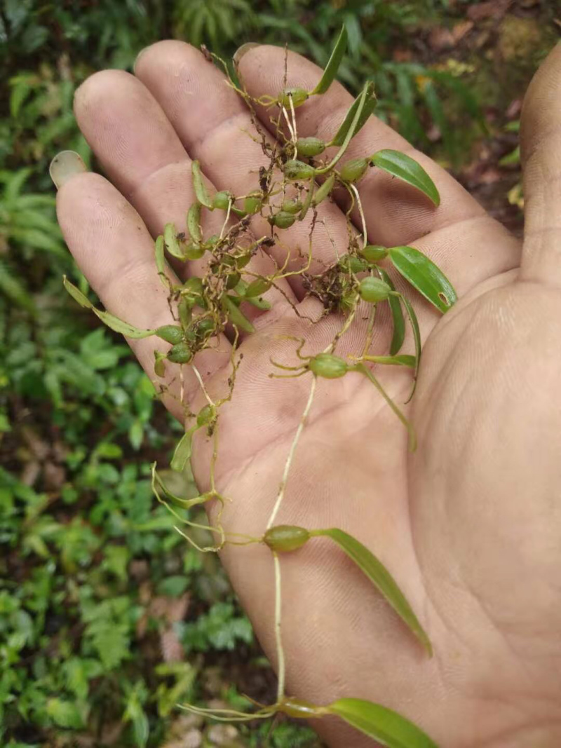 单叶新鲜小果石橄榄石仙桃大量长期有货