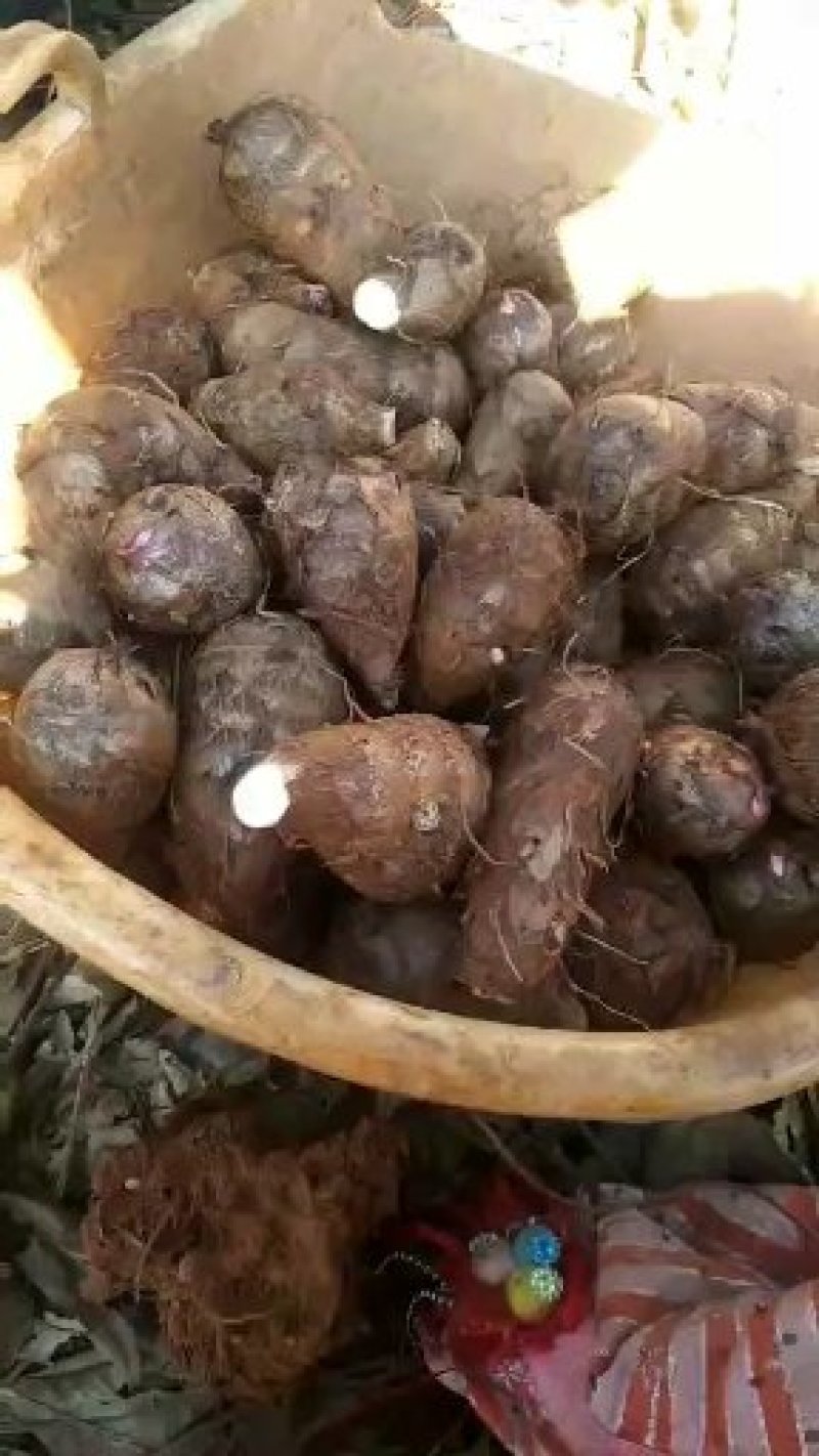 芋头种子价格美丽物美价廉！欢迎各位大佬订购！