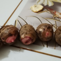 芋头种子价格美丽物美价廉！欢迎各位大佬订购！