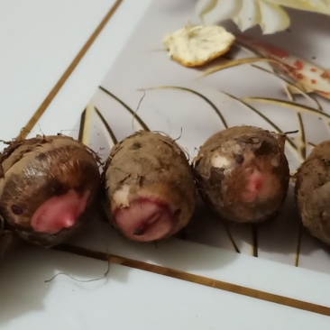 芋头种子价格美丽物美价廉！欢迎各位大佬订购！