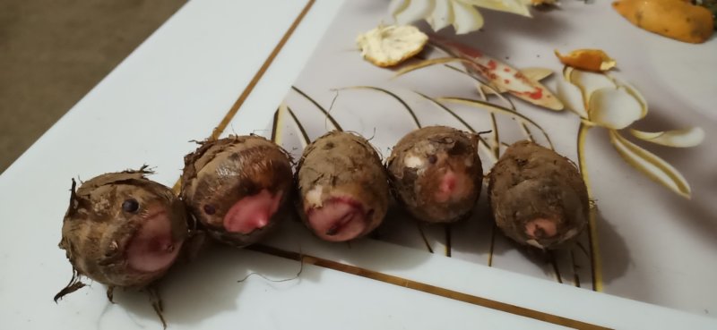 芋头种子价格美丽物美价廉！欢迎各位大佬订购！