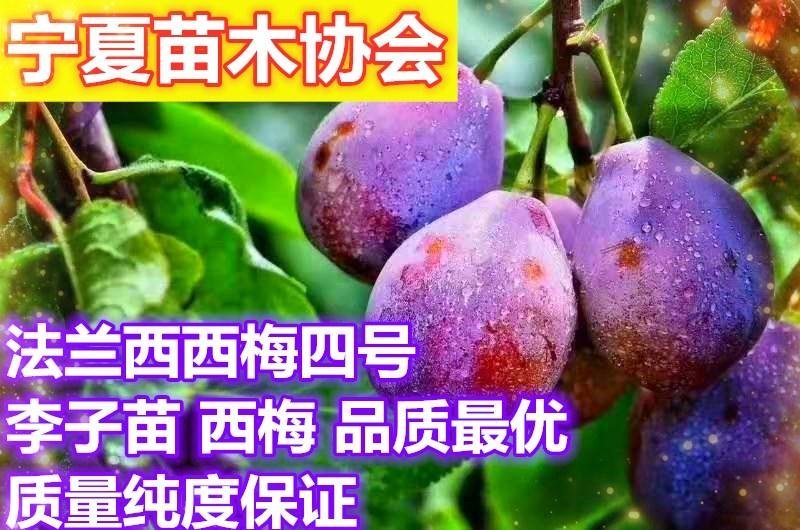 李子苗，法兰西四号，新品种，高端水果，品质保证