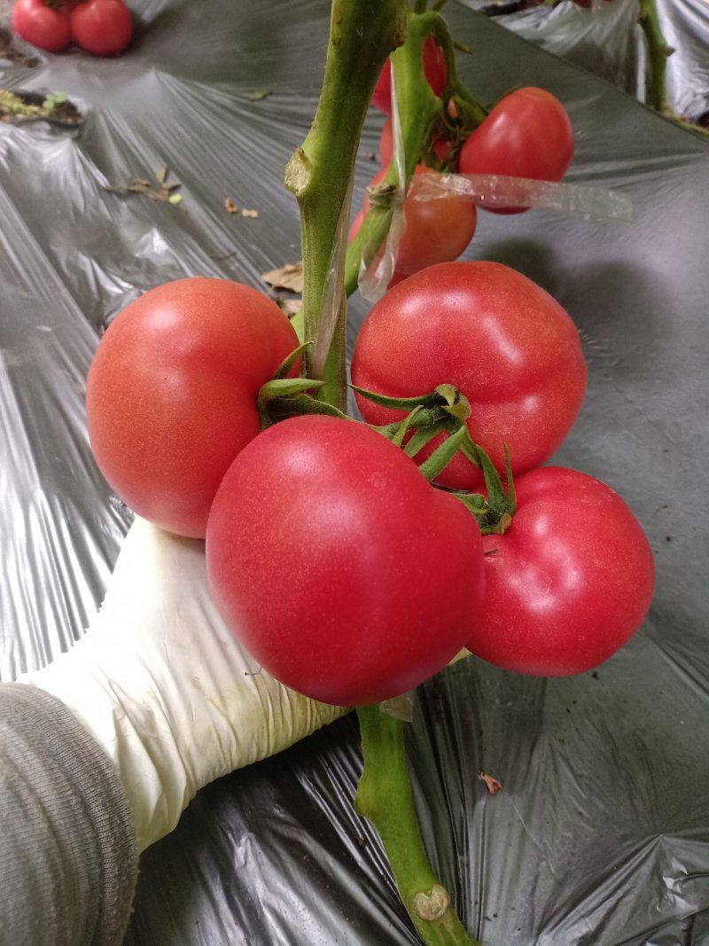 硬质耐储东海硬粉西红柿高品质一级果产地直供量大稳
