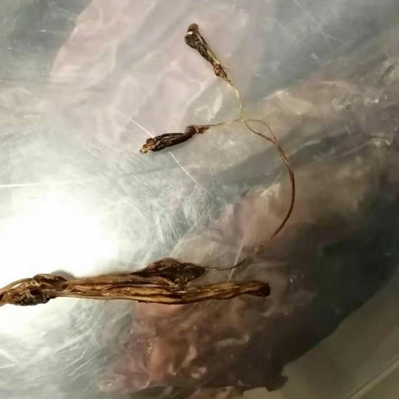 【牛商推荐】狗鞭狗鞭各种规格狗鞭2支包邮