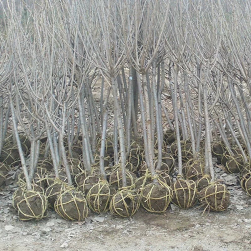 樱花树苗嫁接樱花苗日本樱花早樱晚樱小苗盆栽庭院绿化苗