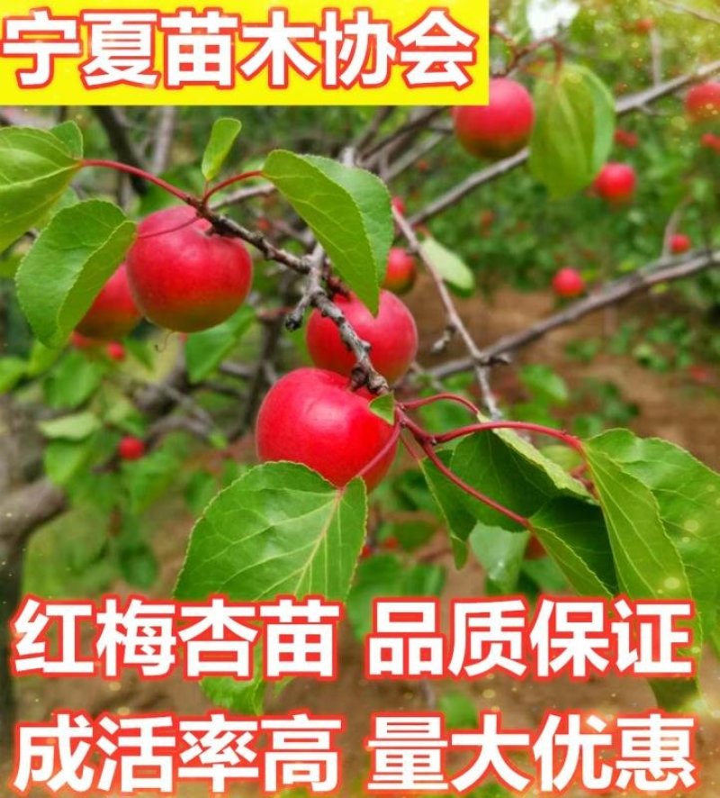 红梅杏苗，杏子苗，嫁接红梅杏苗提供技术指导视频看货