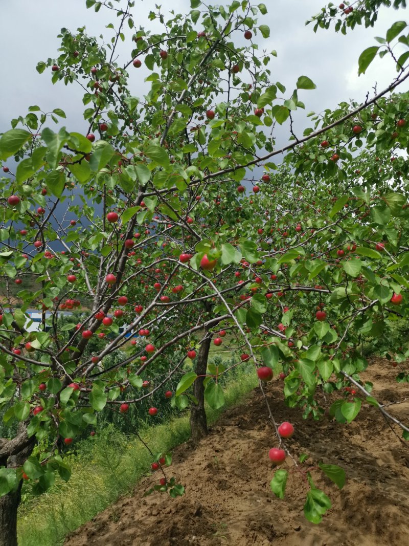 红梅杏苗，杏子苗，嫁接红梅杏苗提供技术指导视频看货
