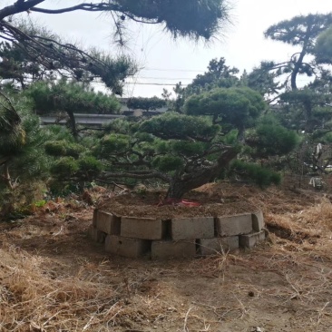 造型松