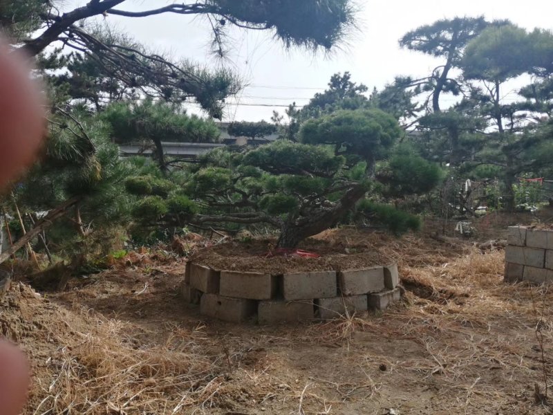 造型松