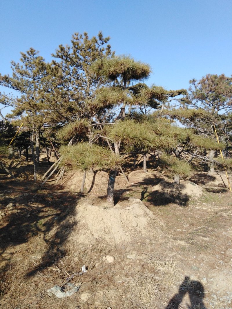 造型松
