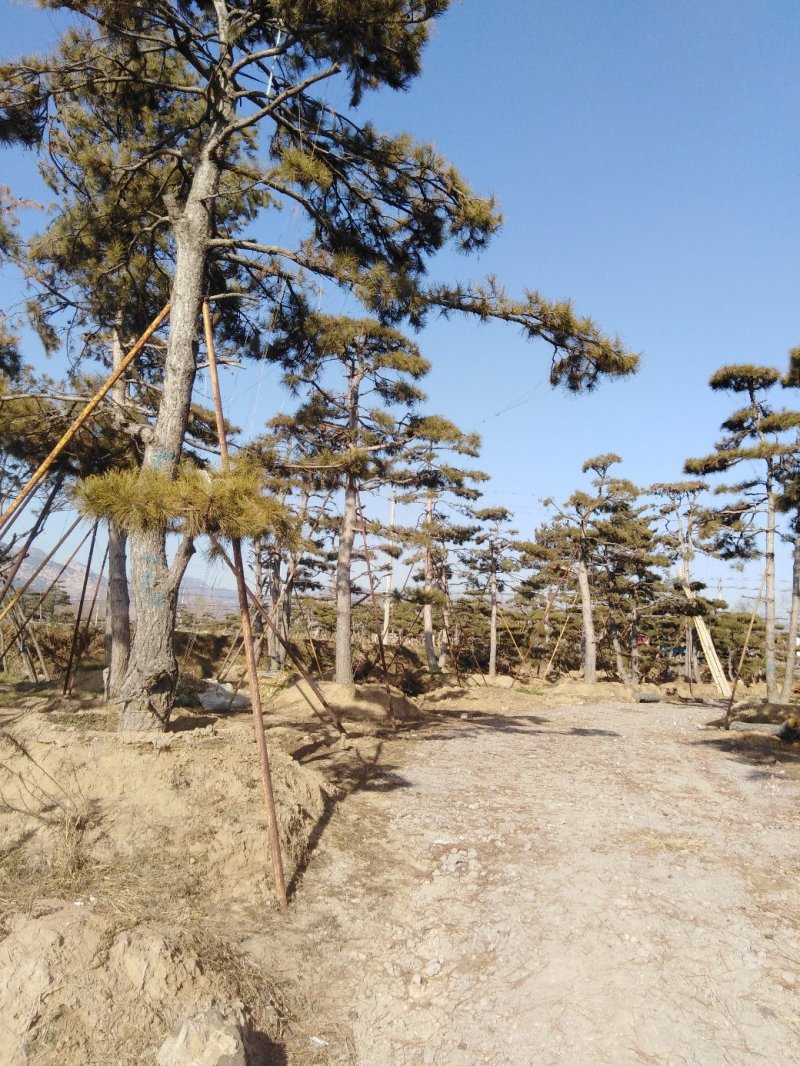 造型松