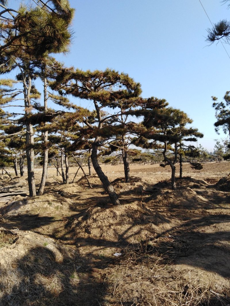 造型松