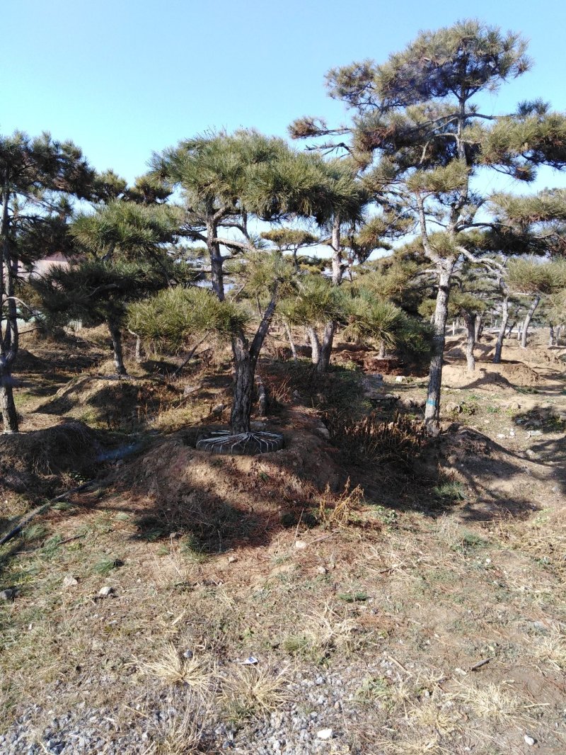 造型松