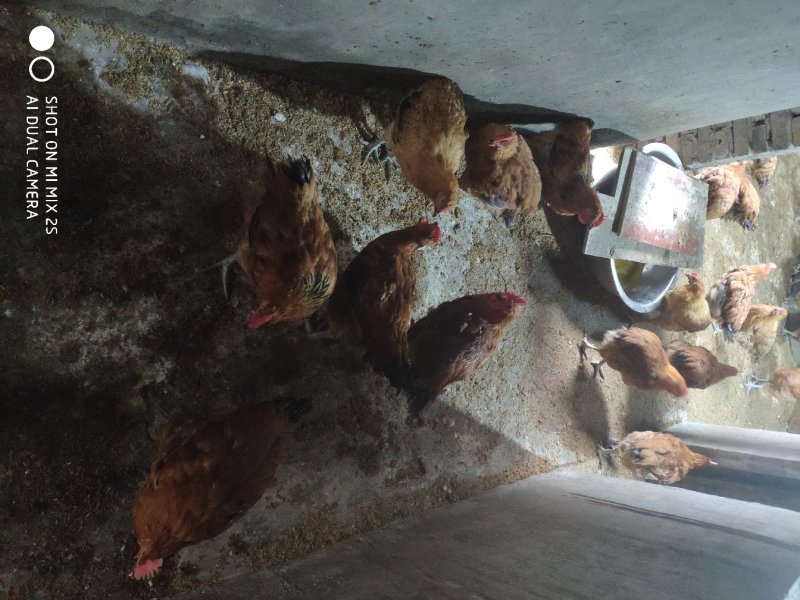 活禽，，林下鸡，跑地鸡，土鸡品种齐全