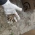 天门冬苗天冬种苗大天冬苗麦冬苗提供种植技术