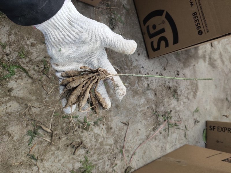 天门冬苗天冬种苗大天冬苗麦冬苗提供种植技术