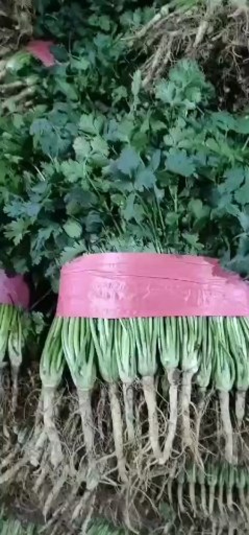 香菜！优质铁杆青香菜基地！静菜！