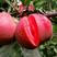 苹果树苗嫁接苗果树苗盆栽地栽南方北方种植红富士苹果当年结